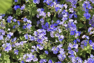 Gamander speedwell (Veronica chamaedrys), men's fritillary, flowers in a deciduous forest, blue