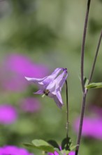 Columbine (Aquilegia vulgaris), pink flower at the edge of a forest, in spring, Wilnsdorf, North