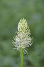 Spiked rampion (Phyteuma spicatum), greenish-white flowers in a forest clearing, Wilnsdorf, North