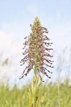 Goat's tongue (Himantoglossum hircinum), inflorescence with open white-purple flowers, on a weasel,