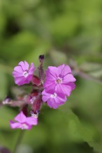 Red campion (Silene dioica), close-up of a flower in a meadow, Wilnsdorf, North Rhine-Westphalia,