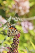 Thistle butterfly (Vanessa cardui) on a Buddleja davidii flower, wings closed, underside of wings,
