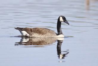 Canada goose (Branta canadensis), swimming on a lake, wildlife, birds, geese, nature reserve