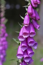 Common foxglove (Digitalis purpurea), flowers, close-up, from the plantain family, highly toxic,