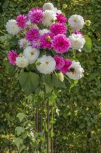 Flower arrangement of pink and white dahlias with green background in the garden, Münsterland,