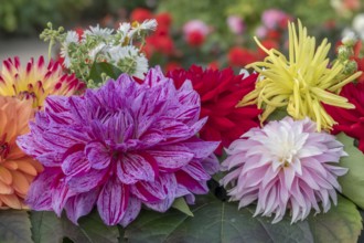 Dahlia arrangement (Dahlia) as decoration on a table, Münsterland, North Rhine-Westphalia, Germany