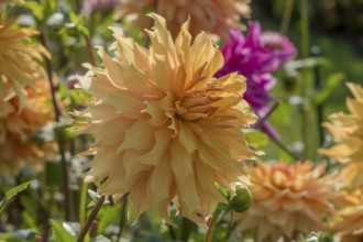 Orange-coloured dahlias in the garden with vibrant flowers against a blurred background,