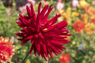 Red dahlia (Dahlia), cactus dahlia, Münsterland, North Rhine-Westphalia, Germany