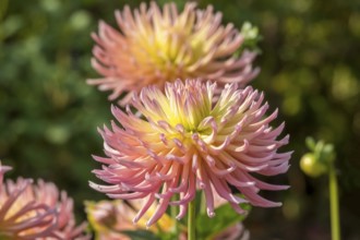 Close-up of pink-yellow dahlia flowers in the sunlight in the garden, Münsterland, North