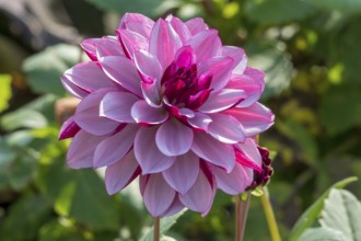 Dahlia (Dahlia), Creme de Cassis variety, Münsterland, North Rhine-Westphalia, Germany