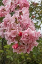 Close-up of pink rose blossoms with raindrops in the garden with lush foliage in the background,