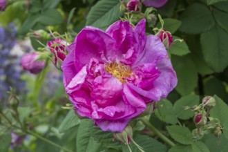 Rose (Rosa sp.) with raindrops, Münsterland, North Rhine-Westphalia, Germany