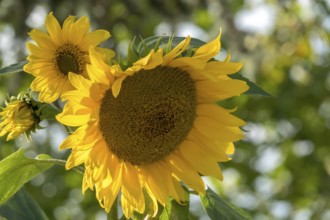 Sunflower (Helianthus annuus), Münsterland, North Rhine-Westphalia, Germany