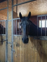 A black horse stands in a stall