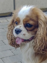 Cavalier King Charles Spaniel on a city street, close-up
