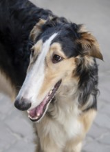 Hunting dog - russian borzoi, close-up