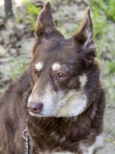 Australian Kelpie Mix chocolate colored dog close up
