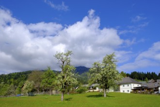Blossoming trees, spring near Weißbriach, Gitschtal, Carinthia, Austria