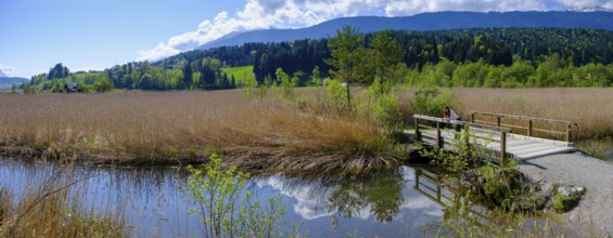 Slow Trail, reeds and springs at Lake Pressegger See, near Hermagor, Gailtal, Carinthia, Austria