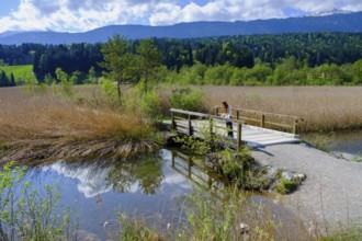 Slow Trail, reeds and springs at Lake Pressegger See, near Hermagor, Gailtal, Carinthia, Austria