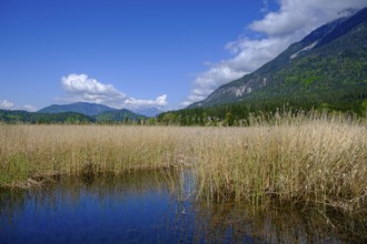 Slow Trail, reeds and springs at Lake Pressegger See, near Hermagor, Gailtal, Carinthia, Austria