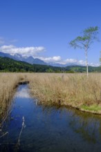 Slow Trail, reeds and springs at Lake Pressegger See, near Hermagor, Gailtal, Carinthia, Austria