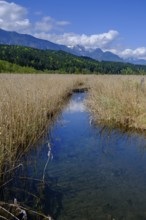 Slow Trail, reeds and springs at Lake Pressegger See, near Hermagor, Gailtal, Carinthia, Austria