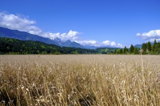 Slow Trail, reeds and springs at Lake Pressegger See, near Hermagor, Gailtal, Carinthia, Austria