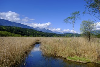 Slow Trail, reeds and springs at Lake Pressegger See, near Hermagor, Gailtal, Carinthia, Austria