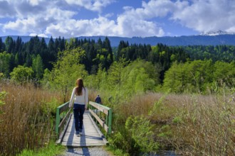 Slow Trail, reeds and springs at Lake Pressegger See, near Hermagor, Gailtal, Carinthia, Austria