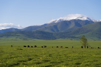 Wide green pasture with grazing cattle in front of snow-covered mountains, landscape near