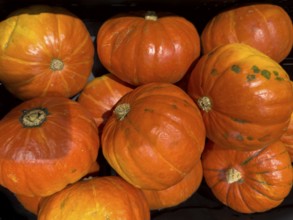Classic pumpkin (Cucurbita pepo) for Halloween in display for retail sale, international