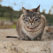 Domestic cat with collar sits relaxed on wall observing surroundings, international