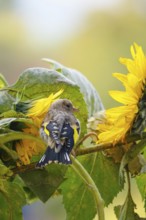 Goldfinch and sunflowers, September, Germany