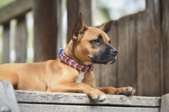Brown mixed breed dog wearing colorful paracord collar in front of wooden background
