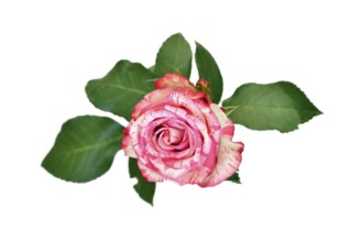 Top view of single Pink Splash rose with white petals and pink spots on white background
