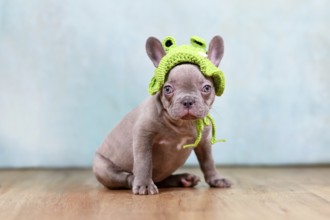 Funny young lilac French Bulldog dog puppy with knitted frog hat in front of studio background