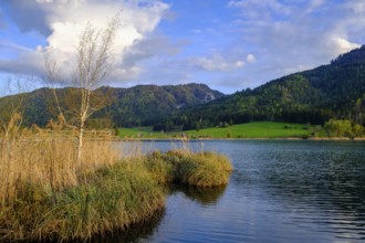Evening atmosphere at the Weißensee, with reeds, near Techendorf, Carinthia, Austria