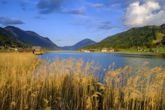 Evening atmosphere at the Weißensee, with reeds, near Techendorf, Carinthia, Austria