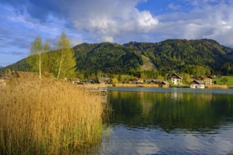 Evening atmosphere at the Weißensee, with reeds, near Techendorf, Carinthia, Austria
