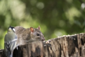 Norway rat (Rattus norvegicus) and great tit (Parus major), together on a sawn-off tree trunk with
