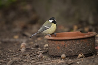 Great Tit (Parus major), sitting on the edge of a dirty clay bowl on the ground in the Botanical