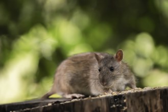 Norway rat (Rattus norvegicus), sitting on a sawn-off tree trunk with bird feeder with blurred