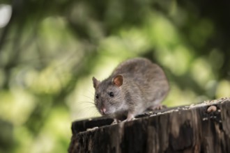 Norway rat (Rattus norvegicus), sitting on a sawn-off tree trunk with bird feeder with blurred