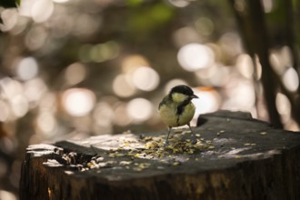 Great tit (Parus major), pecking on a tree stump covered with birdseed, with blurred light and