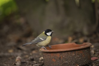Great Tit (Parus major), sitting on the edge of a dirty clay bowl on the ground in the Botanical
