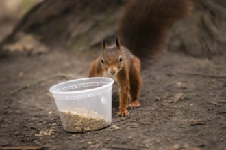Squirrel (Sciurus vulgaris), standing next to a transparent plastic cup with bird food on the