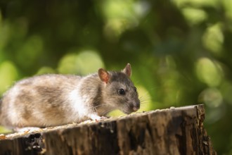 Norway rat (Rattus norvegicus), sitting on a sawn-off tree trunk with bird feeder with blurred