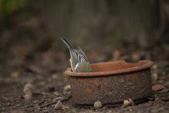 Great tit (Parus major), searching with its head in a dirty clay bowl, on the ground in the