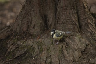 Great tit (Parus major), standing at the foot of a tree trunk with mossy bark, Dortmund, North